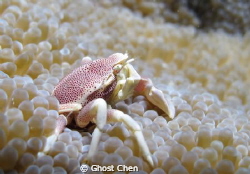 Canon G12 + sea&sea 110a by Ghost Chen 